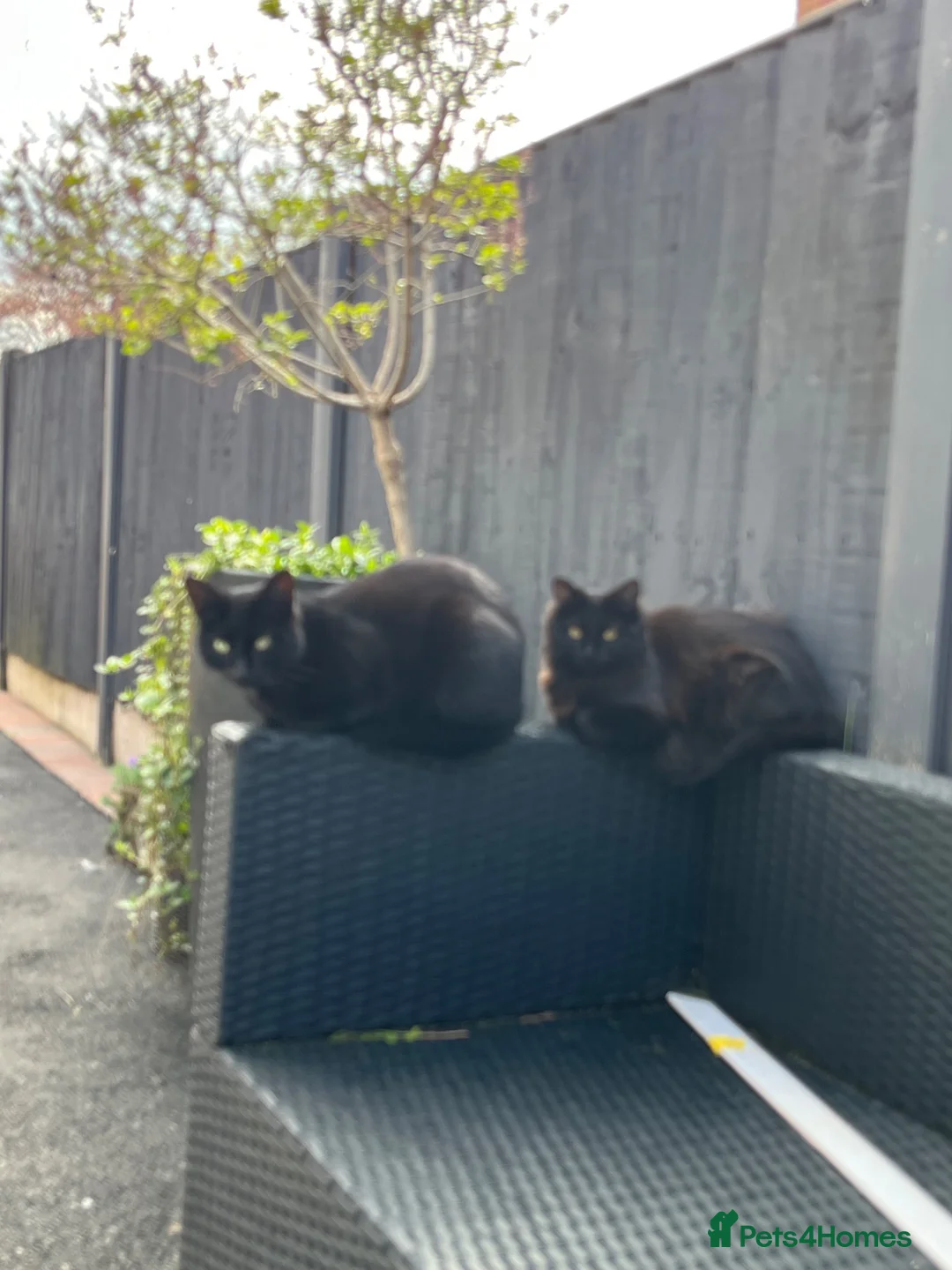 Mixed Breed cats for sale: Ragdoll x Maine Coon Kittens - Advert 2