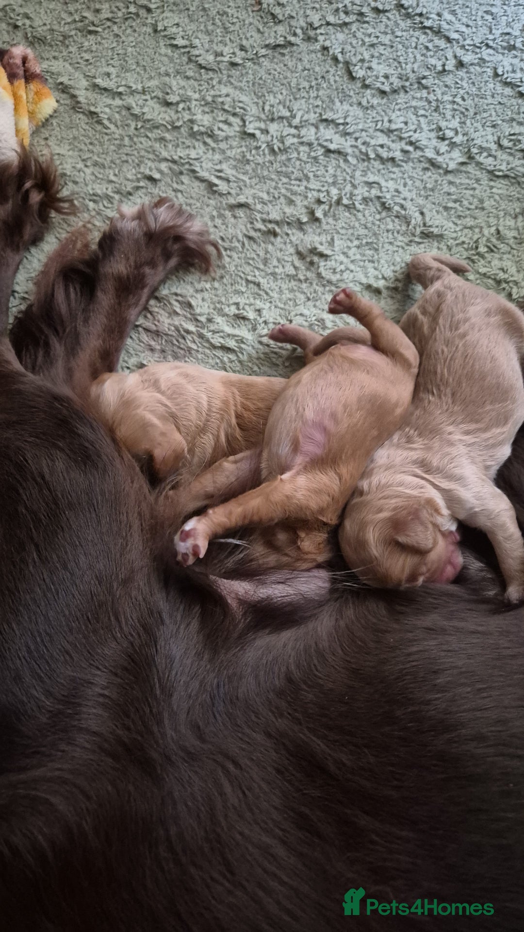Cockapoo dogs for sale: Beautiful fb1 cockerpoos - Image 7