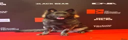 German Shepherd dogs for sale: Fully Health Tested, KC registered GSD puppies due - Advert 3