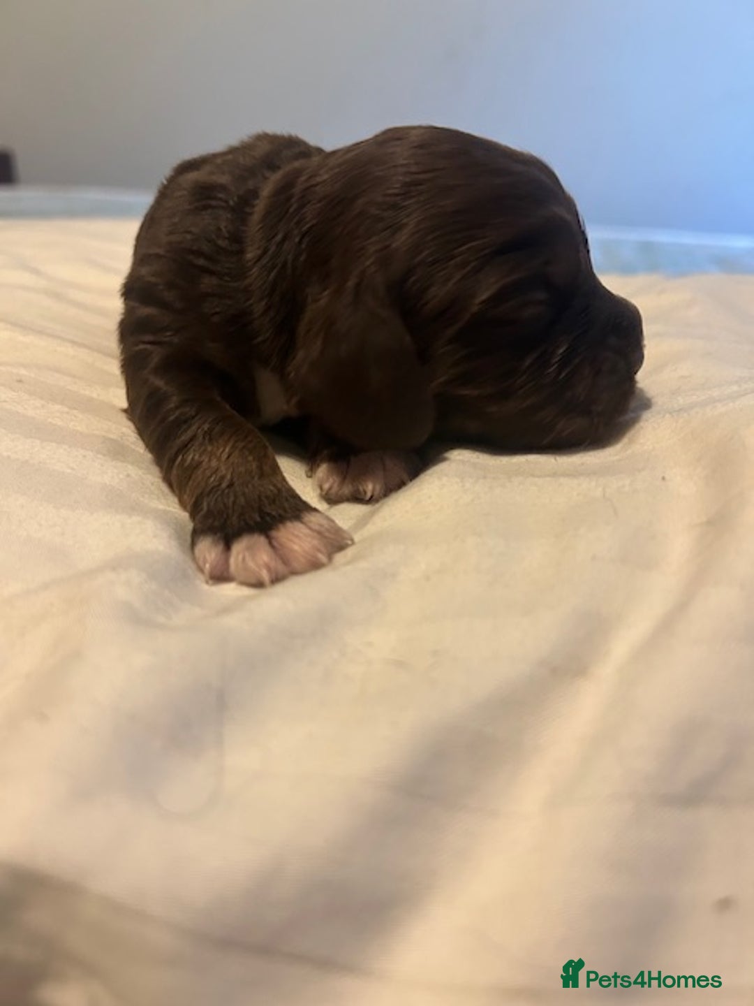 Cocker Spaniel dogs for sale: Working cocker spaniels for sale - Advert 9