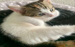 Siberian cats for sale: Two kittens  - Image 1