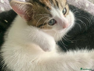 Siberian cats - Advert 13