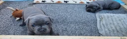 Staffordshire Bull Terrier dogs for sale: 2x KC Registered Champion Blue Staffie Puppies - Advert 7