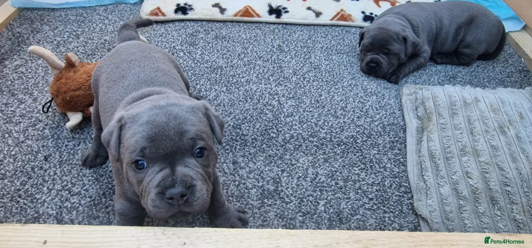 Staffordshire Bull Terrier dogs for sale: 2x KC Registered Champion Blue Staffie Puppies - Advert 7