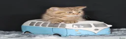 British Longhair cats for sale: Register Golden British Longhair/Shorthaired  - Advert 5