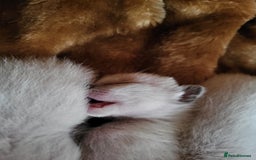 Siamese cats for sale: Old Style Siamese Kittens. Raised with love & care - Image 17