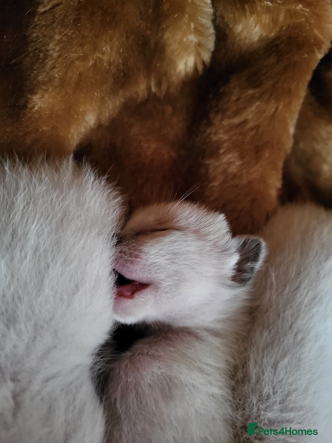 Siamese cats for sale: Old Style Siamese Kittens. Raised with love & care - Image 17