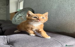 Mixed Breed cats for sale: 4 stunning kittens for sale - Image 2