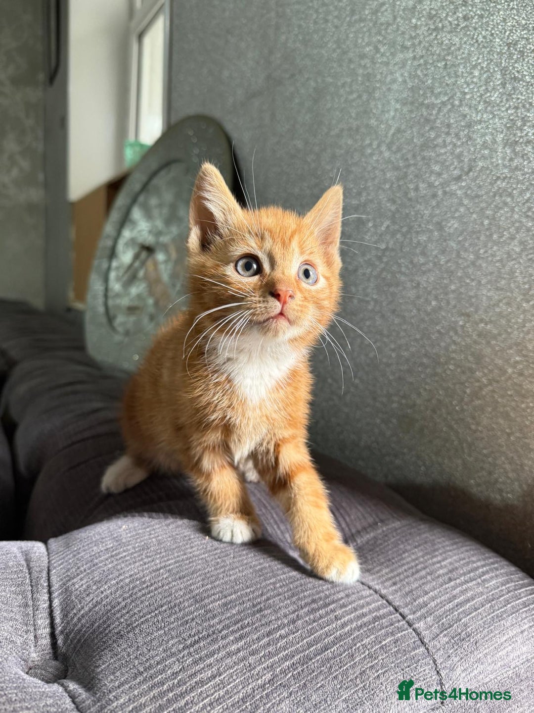 Mixed Breed cats for sale: 4 stunning kittens for sale - Image 2