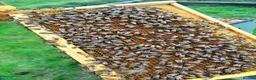 Mixed Breed invertebrates for sale: 6 Frame Overwintered National Nucleus of Bees 2027 - Advert 8