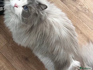 Ragdoll cats in Cardiff - Advert 12