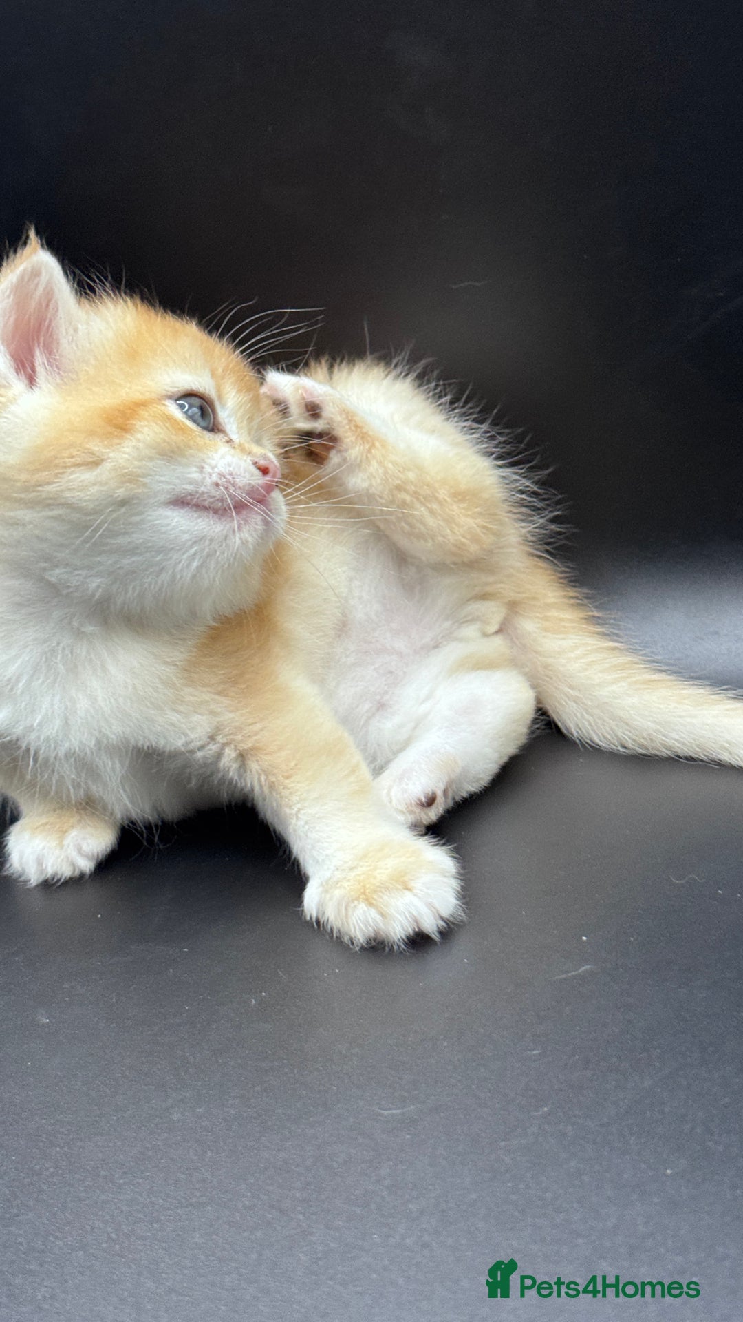 British Shorthair cats for sale: GCCF BSH GOLDEN BLACK TIPPED NY12 KITTENS - Image 7