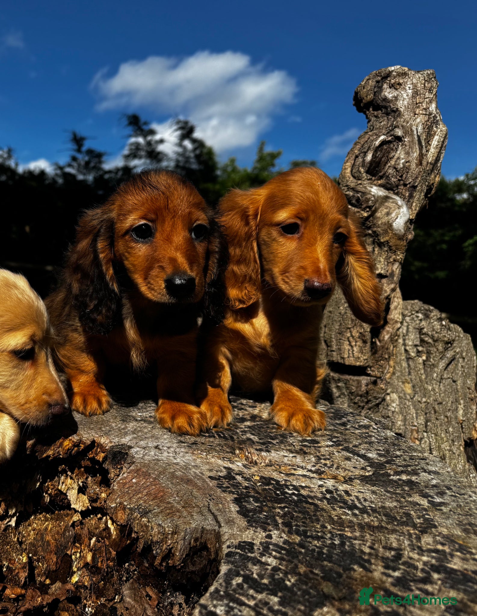 Miniature Dachshund dogs Miniature longhaired Dachshunds kc reg PRA clear - Advert 1