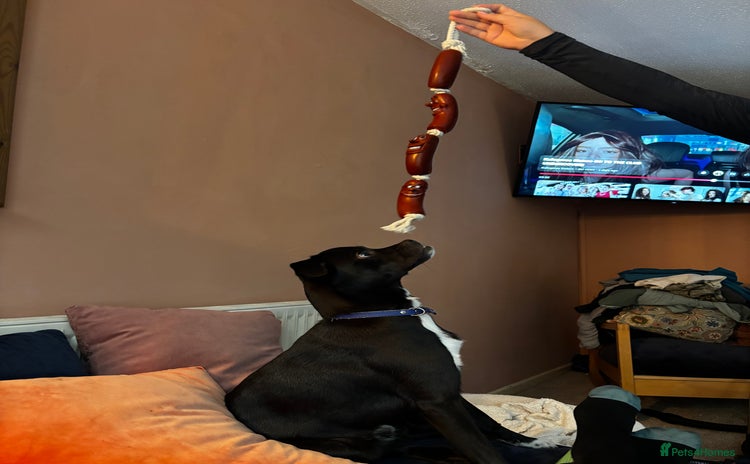 Mixed Breed dogs - Advert 5