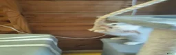 Maine Coon cats for sale: Maincoon kittens  - Advert 8