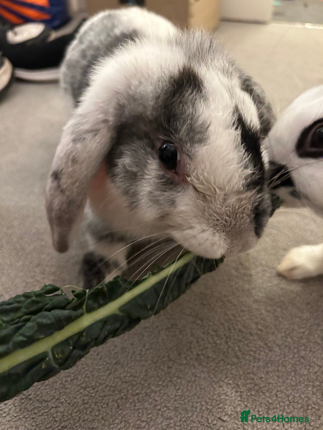 Mixed Breed rabbits for sale: Paired Rabbits for sale - Advert 15