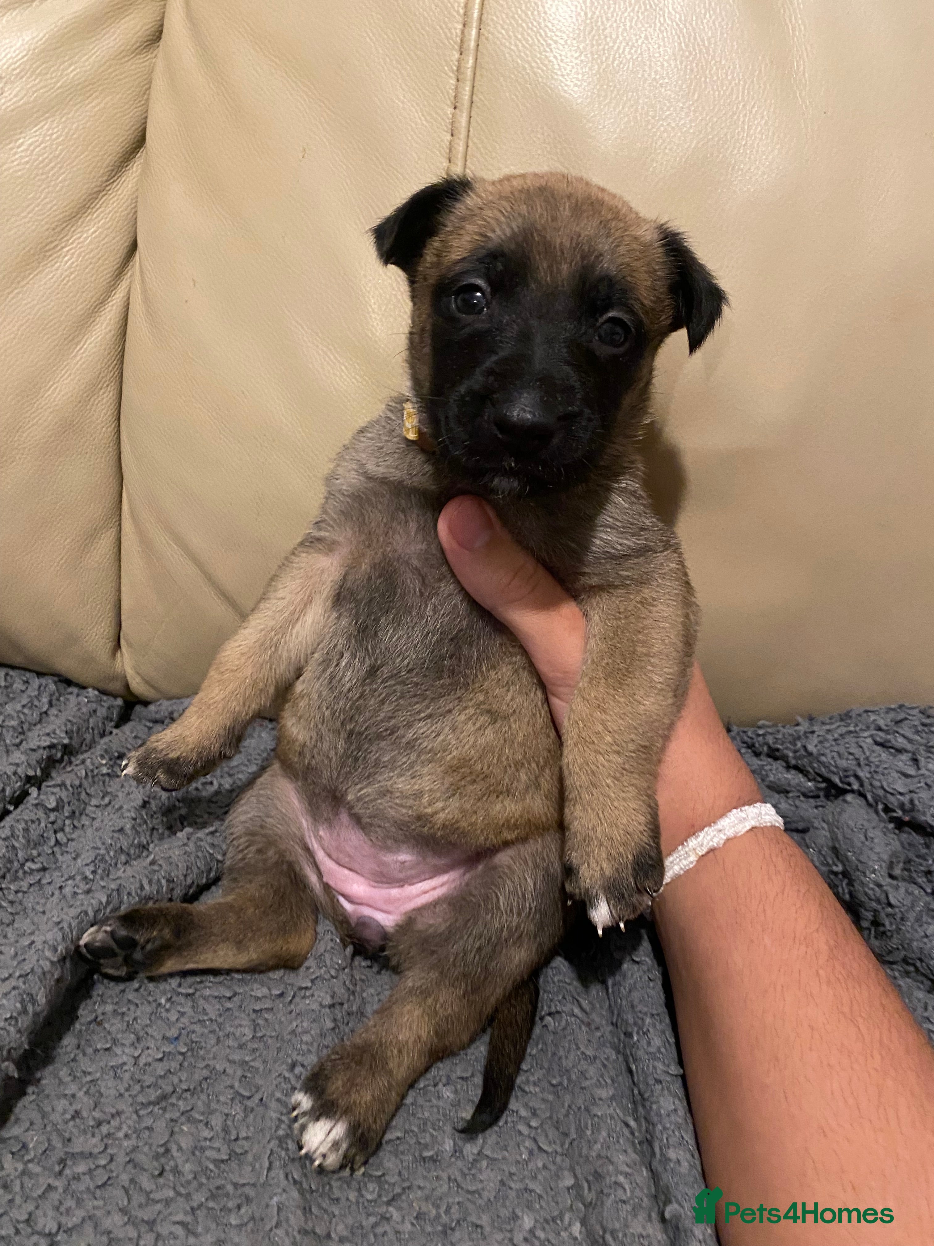 Belgian Shepherd Dog dogs Belgian Malinois puppies - Advert 3