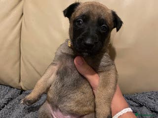Belgian Shepherd Dog dogs Belgian Malinois puppies - Advert 1