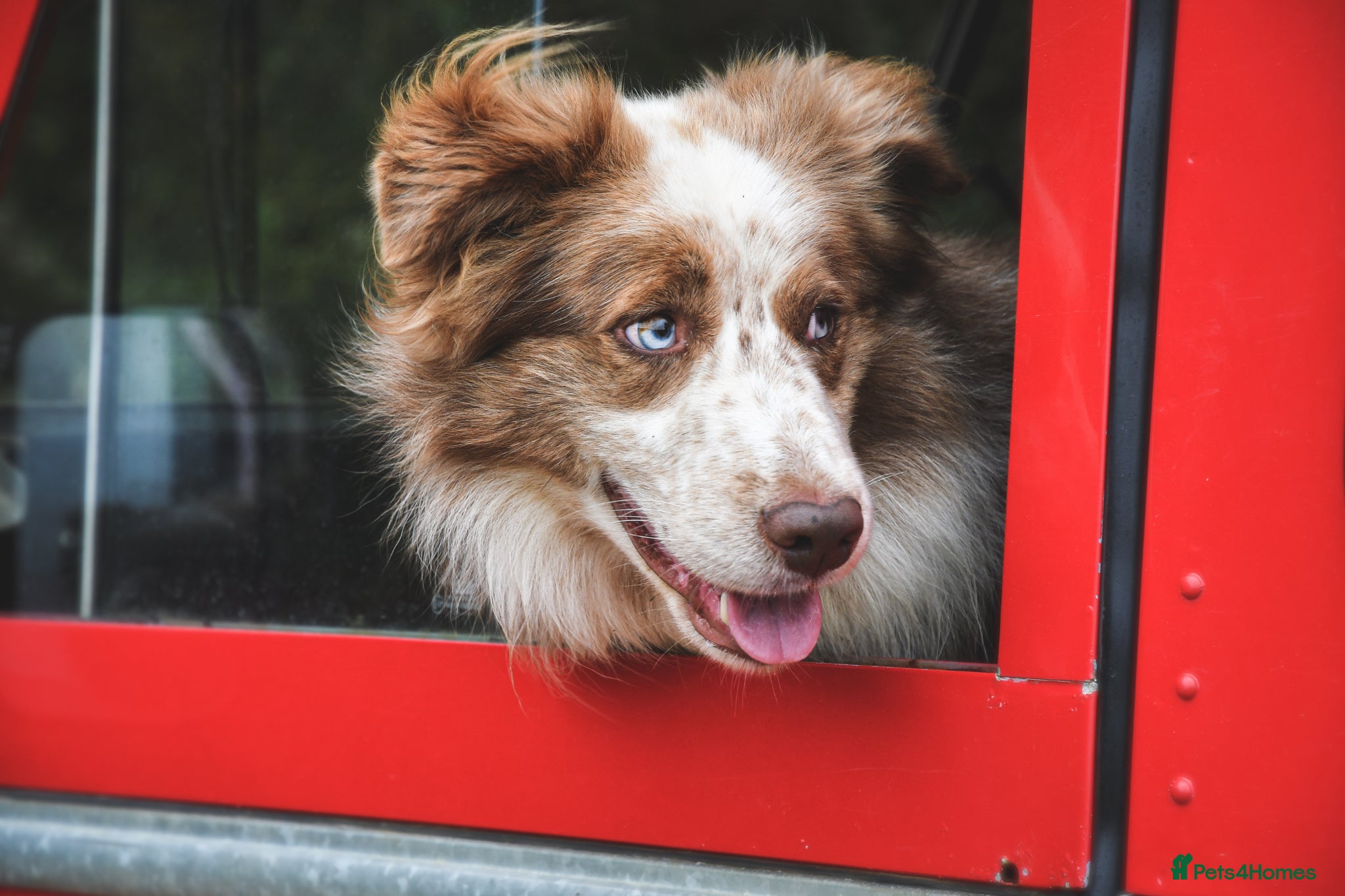 Border Collie dogs for adoption: *READ ATTENTIVELY*  New Home for 6YO Border Collie in Banbury - Advert 2