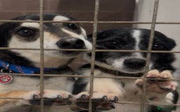 Mixed Breed dogs for adoption: Ginnie and Freddie 🐾 bonded couple  - Image 1