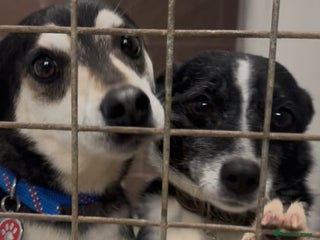 Mixed Breed dogs - Advert 5