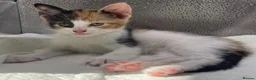 Mixed Breed cats for sale: Stunning mixture of kittens - Advert 18