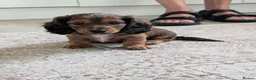 Dachshund dogs for sale: Miniature Dachshund pups  - Advert 2