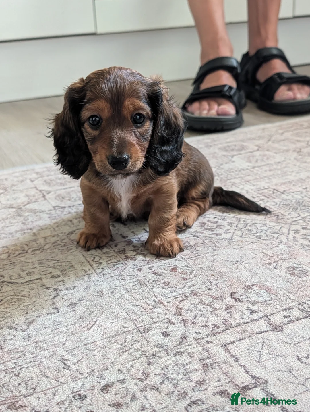 Dachshund dogs for sale: Miniature Dachshund pups  - Advert 2