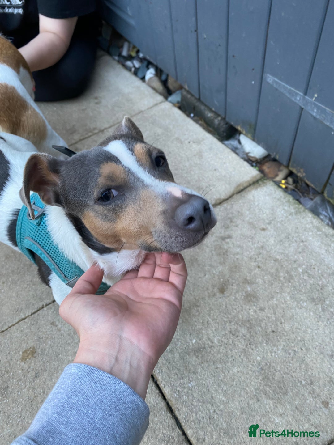 Jack Russell dogs for sale: 4 left!!! Blue/red tri JR puppies  - Advert 5