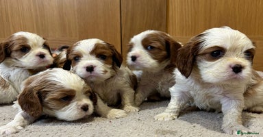 Cavalier King Charles Spaniel dogs - Advert 1