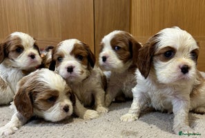 Cavalier King Charles Spaniel dogs - Advert 2