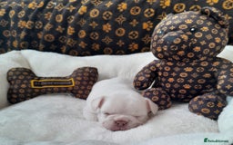 French Bulldog dogs for sale: French bulldog , merle, platinum, fluffy carriers. - Image 30
