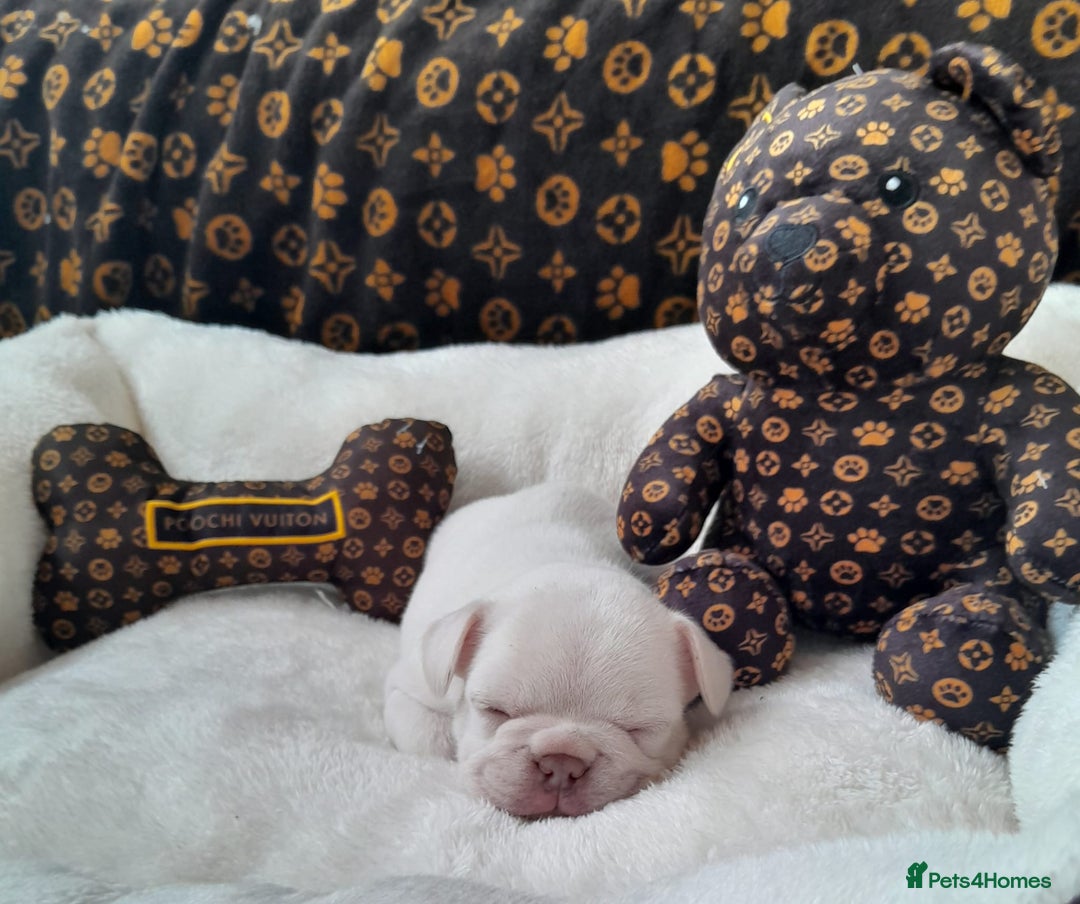 French Bulldog dogs for sale: French bulldog , merle, platinum, fluffy carriers. - Image 30