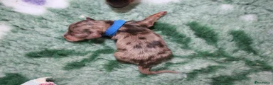 🐶Plenty Estuarydawn - boy - Chocolate and and tan dapple (green/blue collar)