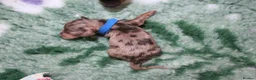 Miniature Dachshund dogs for sale: 🌟 Dapple&Choc&Black PRA Clear KC reg – Dec 26 🌟 - Advert 9