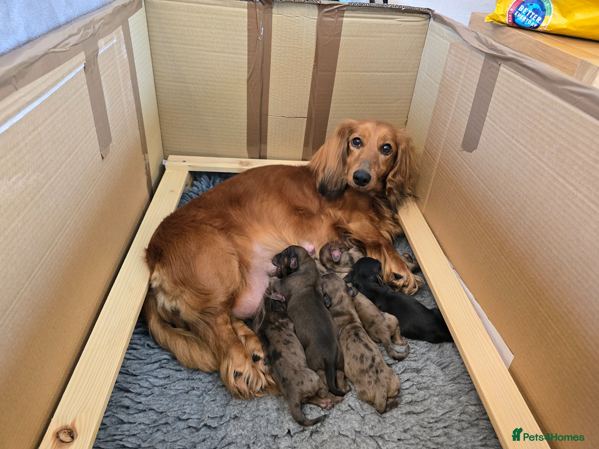 Dachshund dogs for sale: Standard Long Haired Dachshunds - Advert 1