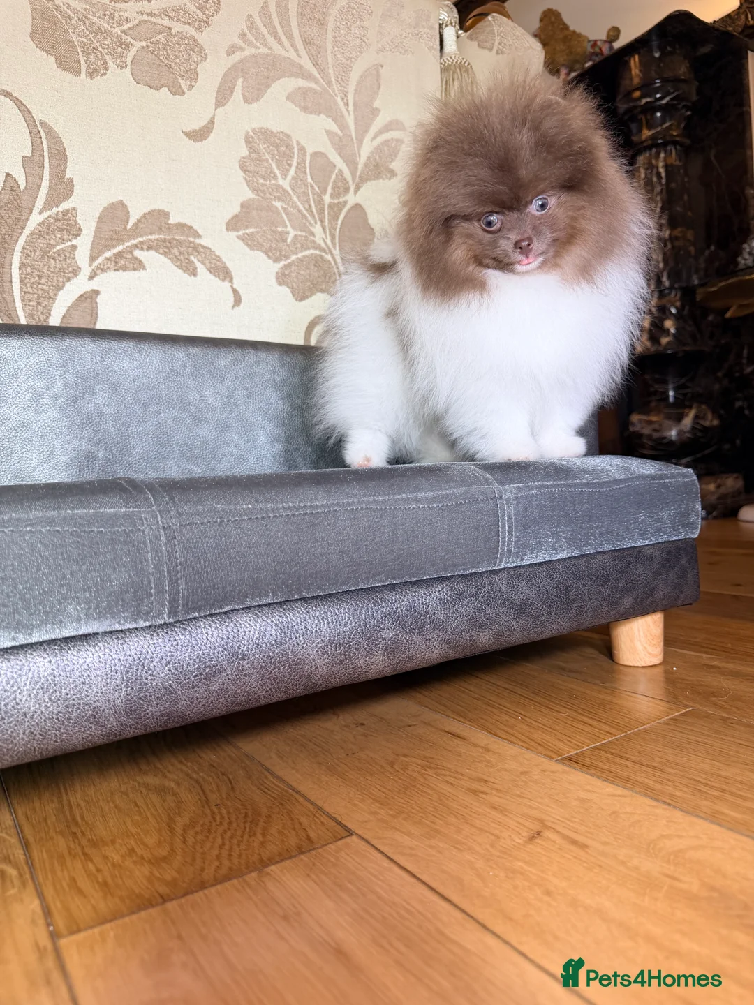 Pomeranian dogs for sale: Cute Pomeranian Boys and Girls  - Advert 22