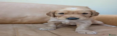 Golden Retriever 1