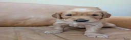 Golden Retriever dogs for sale: golden retriever pups boys - Advert 7