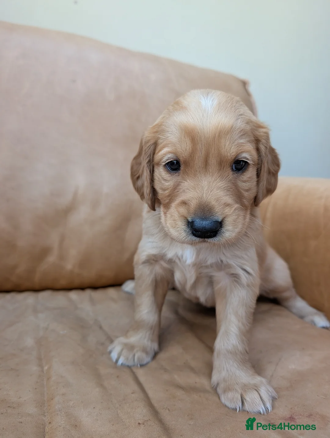 Golden Retriever dogs for sale: golden retriever pups boys - Advert 7