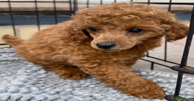 Toy Poodle dogs - Advert 5