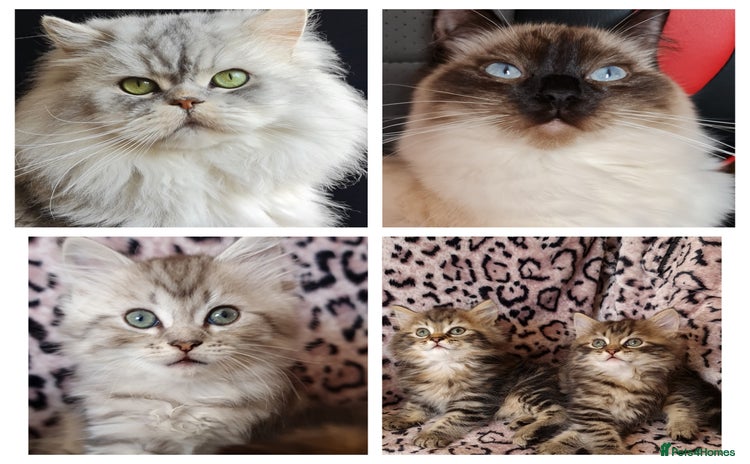 Perdoll cats - Advert 7