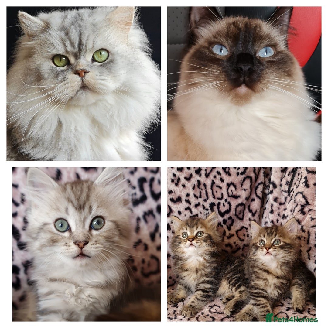 Perdoll cats for sale: Perdoll Kittens 1 boy left ready now - Image 1