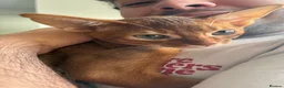 Abyssinian cats for sale: Pedigree Abyssinian boy for sale  - Advert 2