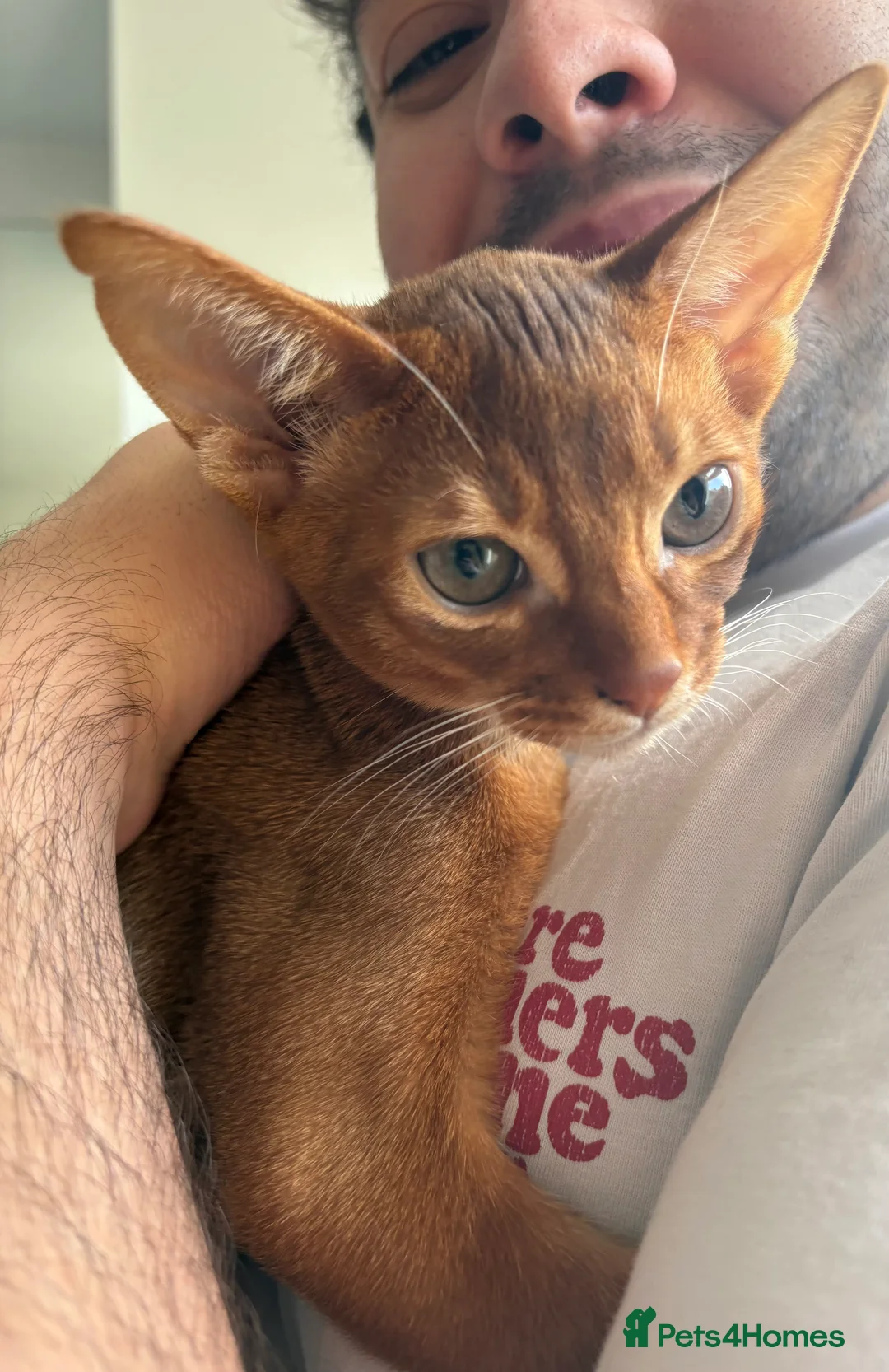 Abyssinian cats for sale: Pedigree Abyssinian boy for sale  - Advert 2