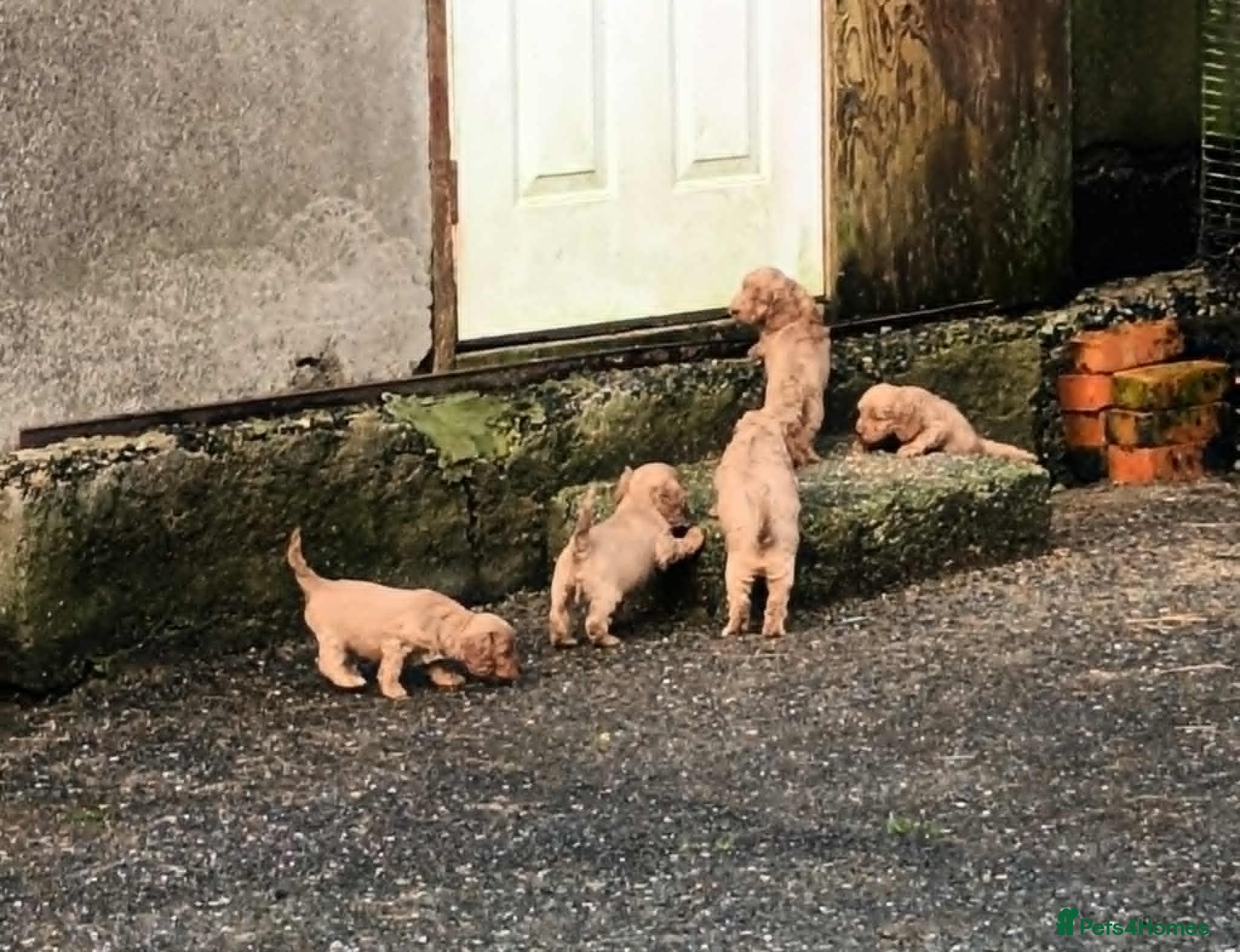 Cockapoo dogs SHOW TYPE COCKAPOO LOOKING FROM LICENCED BREEDER - Advert 4