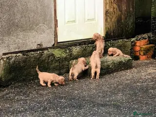 Cockapoo dogs SHOW TYPE COCKAPOO LOOKING FROM LICENCED BREEDER - Advert 4