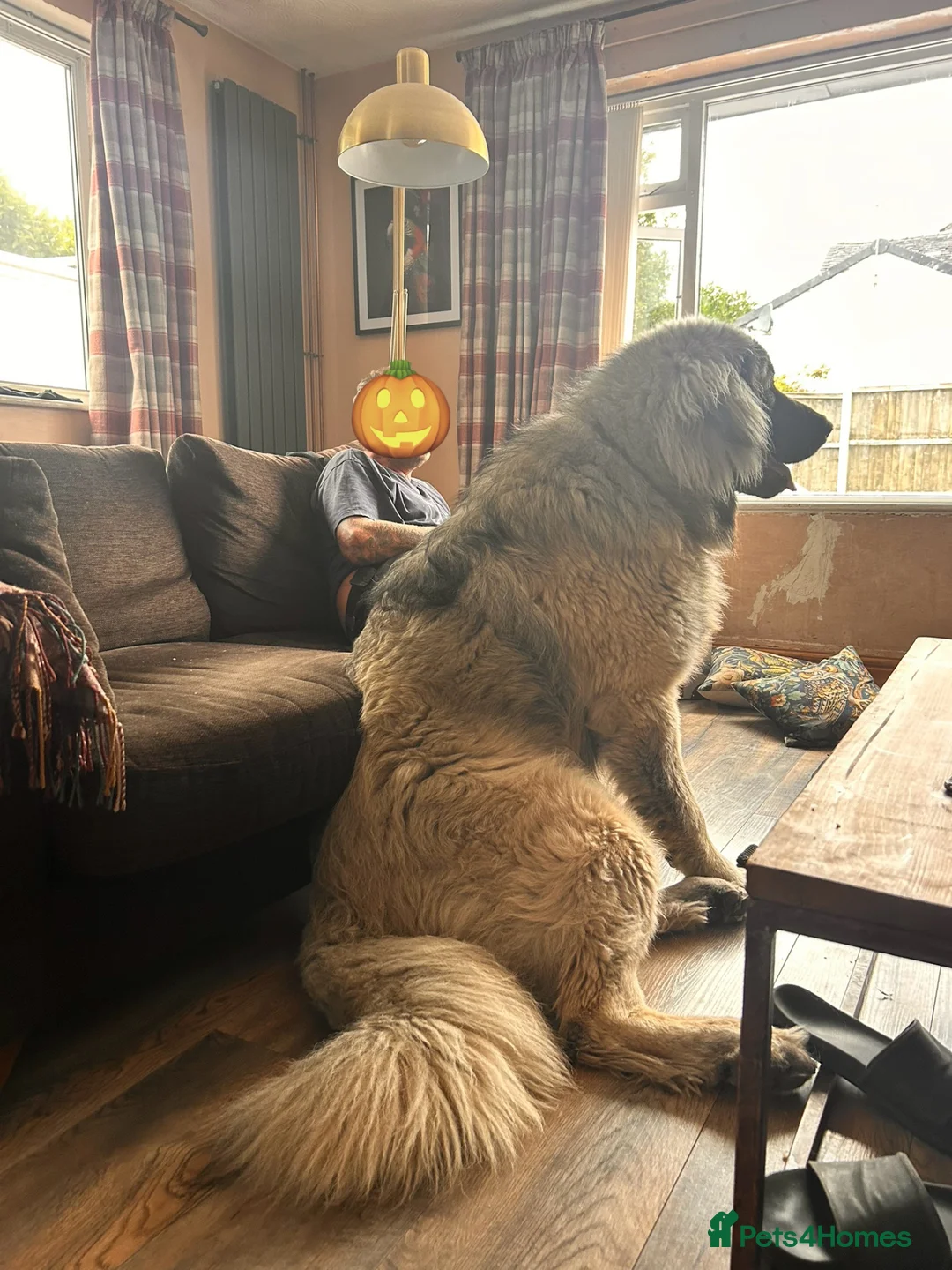 Caucasian Shepherd Dog dogs for sale: Caucasian Mountain Dog (Male) - Advert 6
