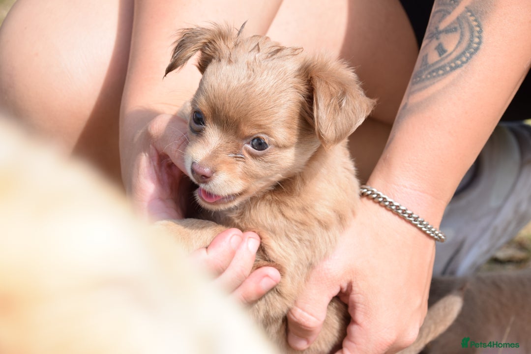 Chihuahua dogs for sale: One of a kind ChiPin Puppies - Image 16