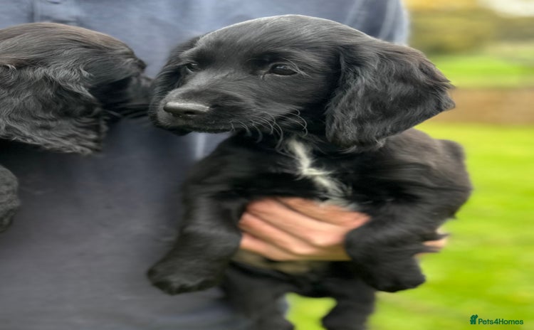 Cocker Spaniel dogs - Advert 14